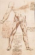 LEONARDO da Vinci, Muscle structure of the thigh